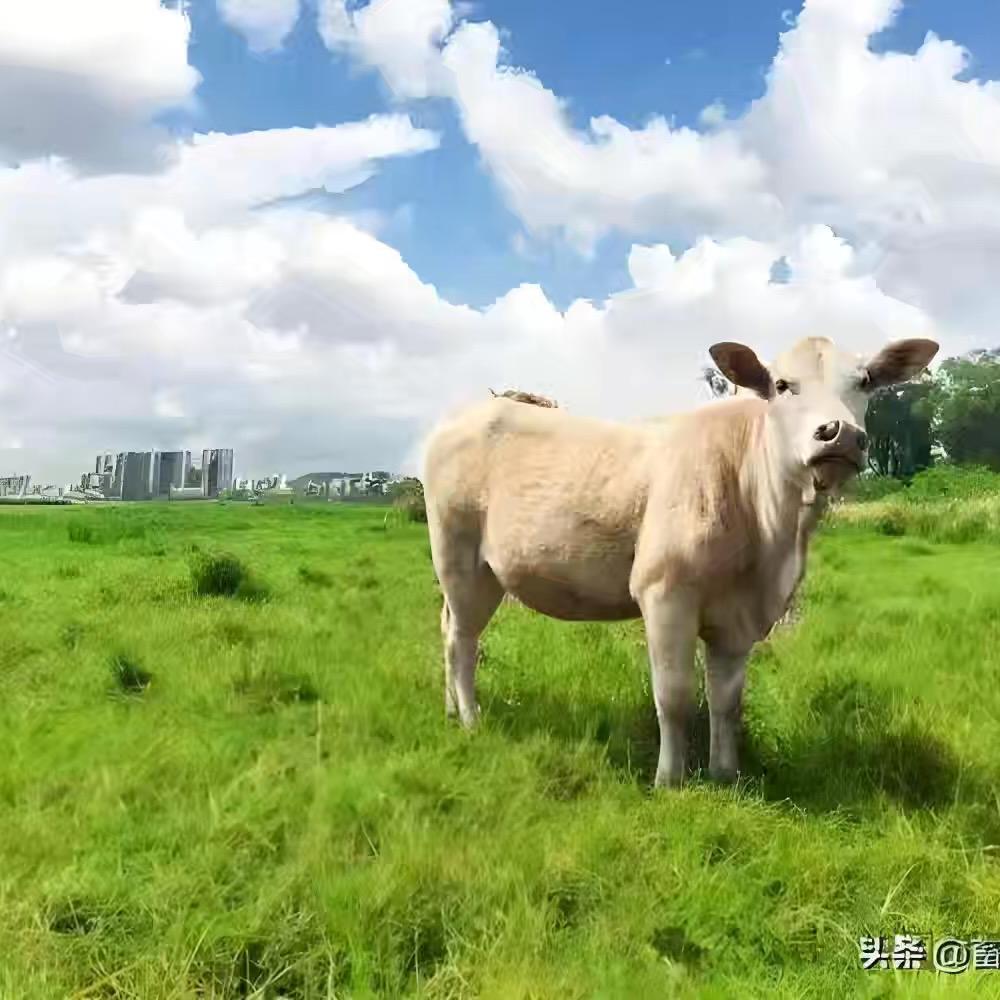 小秦生鲜铺
