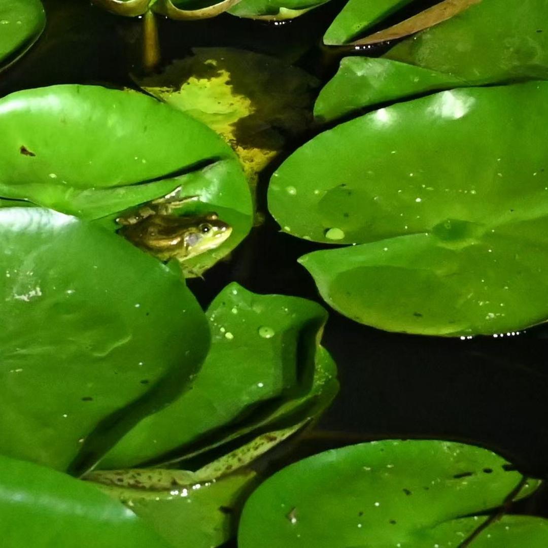 学呀学呀学呀学