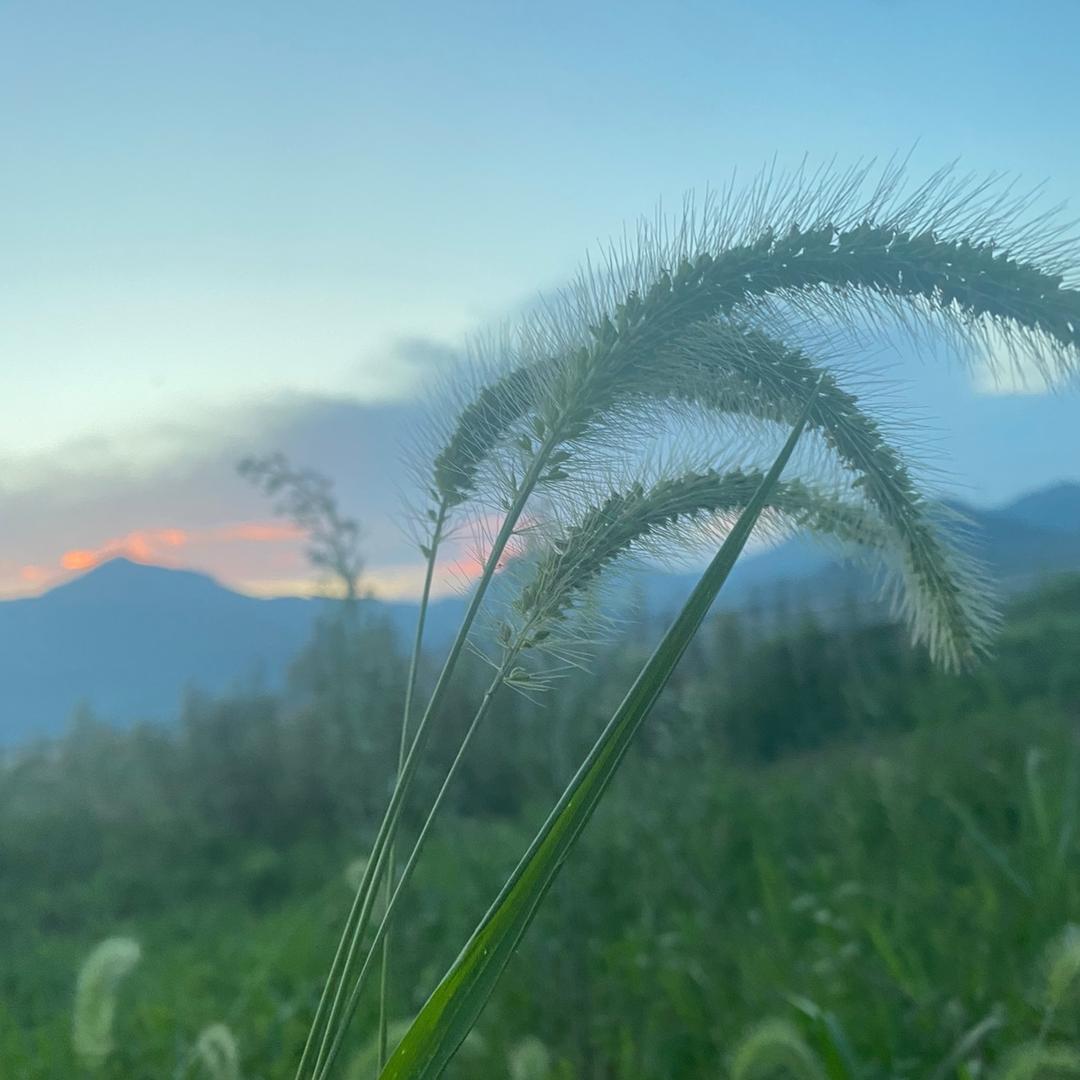 胡萝卜皮