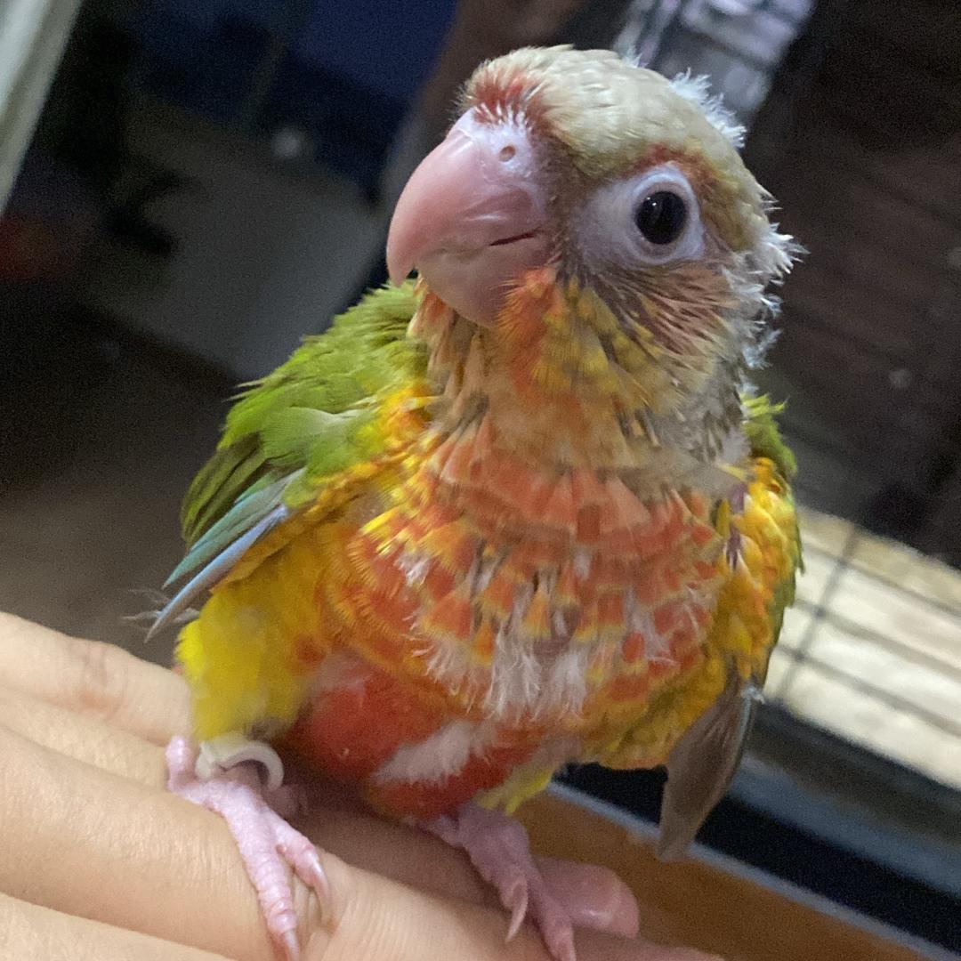 彩旦是只鸡🦜