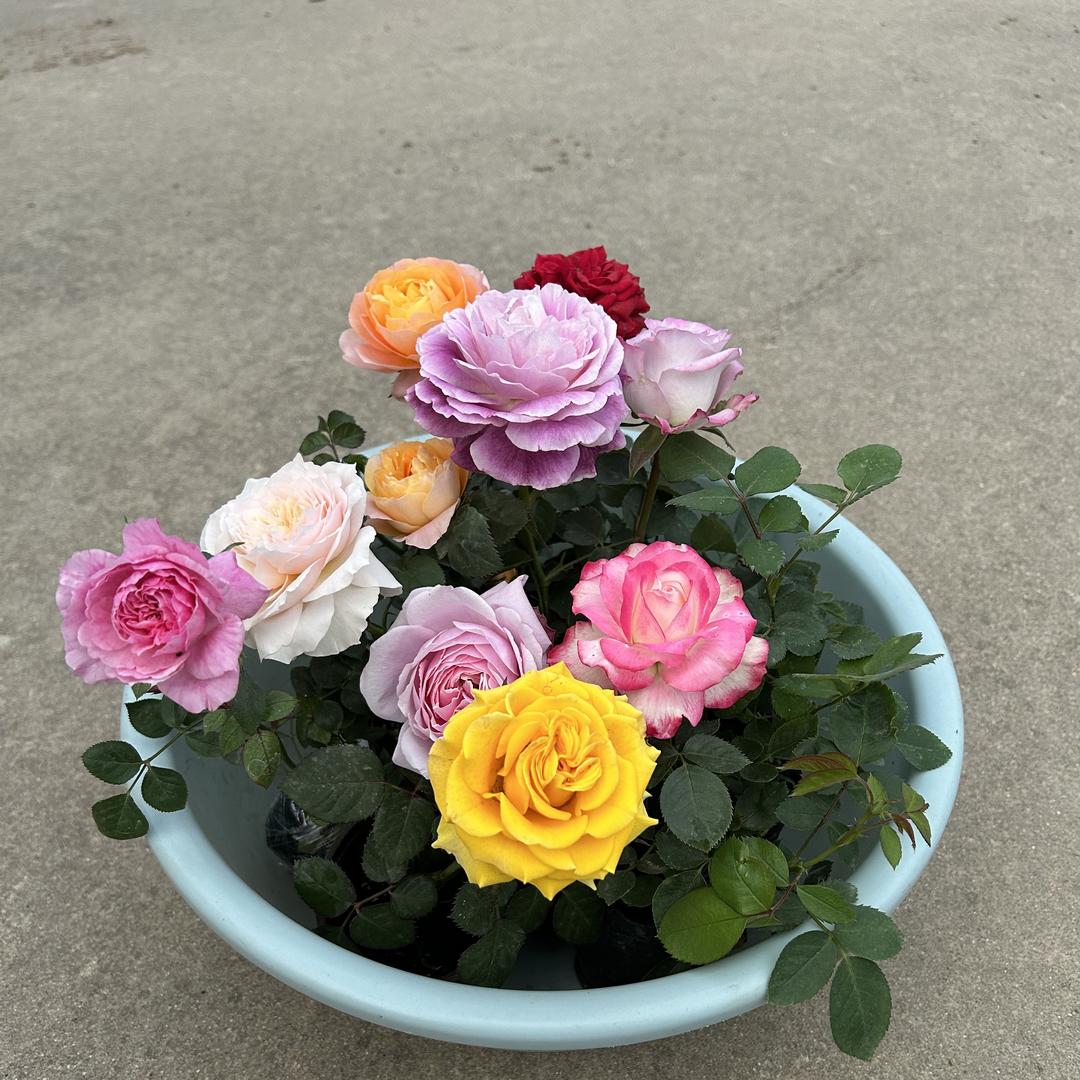 花真花美园艺