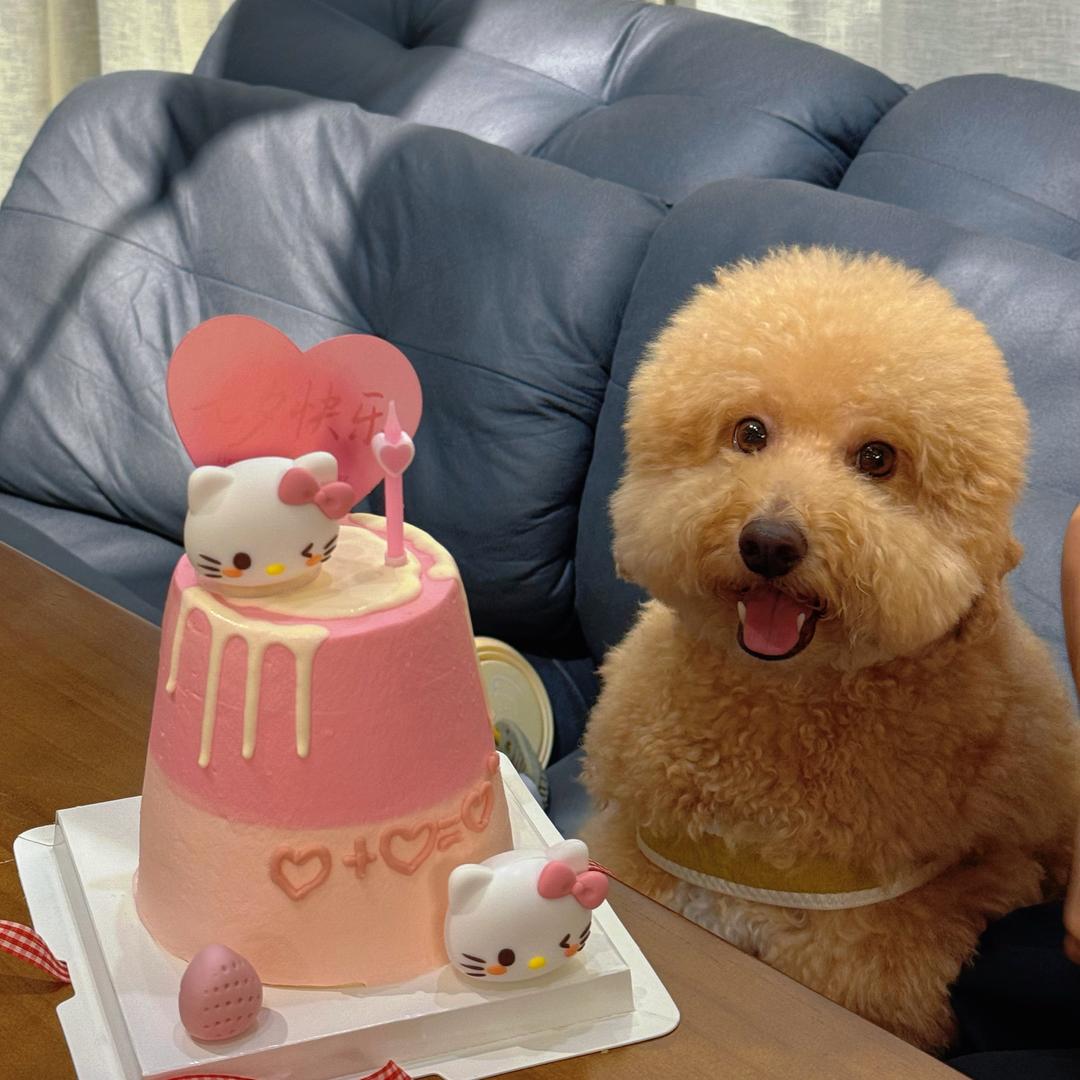 王王王的元宝🦙🐏