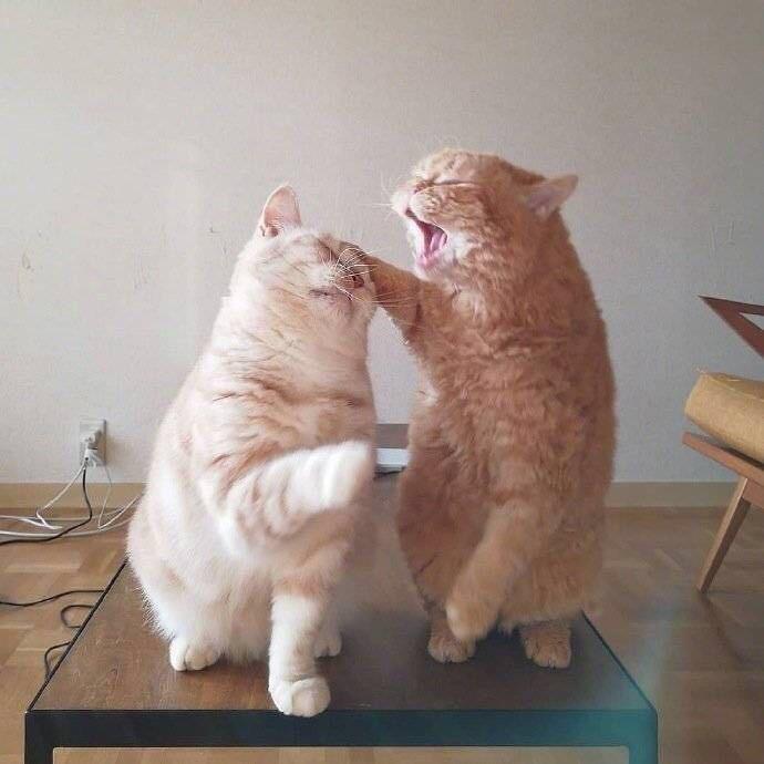 🌈哈基咪头像