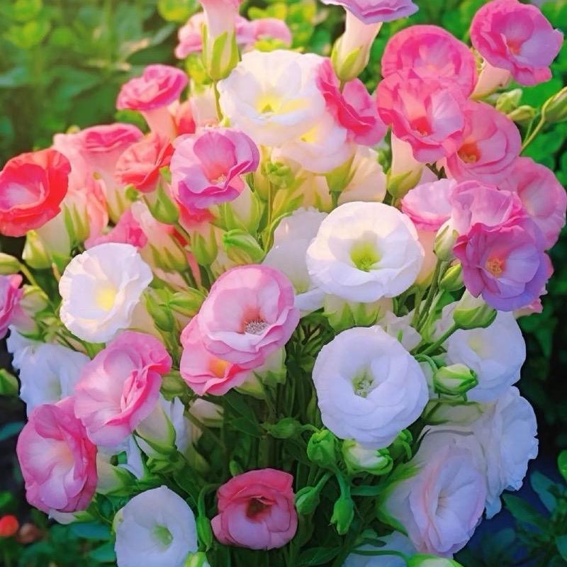 菠萝蜜心有所向