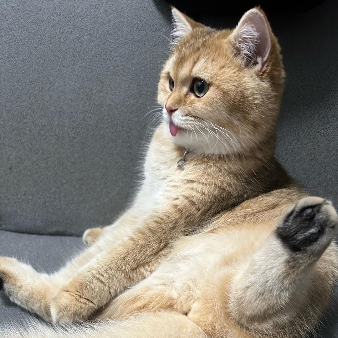 哄你睡觉的暴扣酱