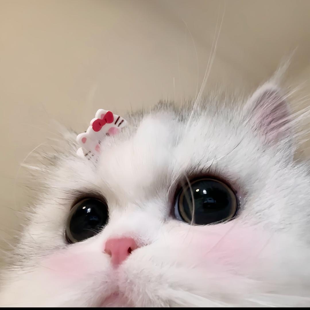 爱吃小蛋糕