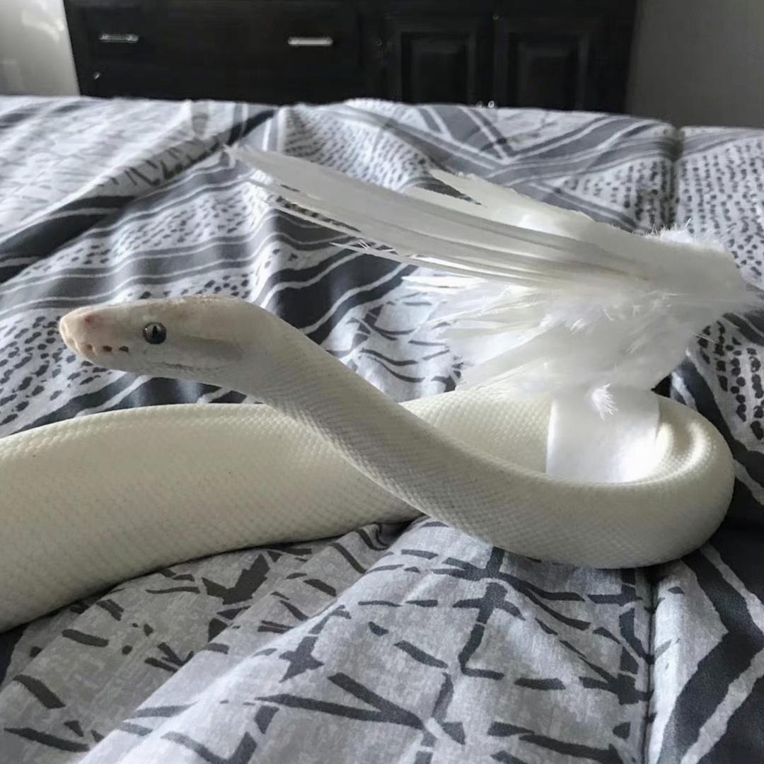 鱿鱼贝贝