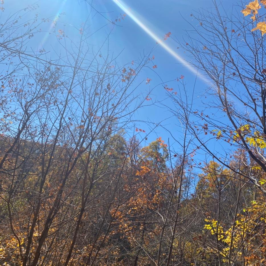 长森岭参茸-小伟