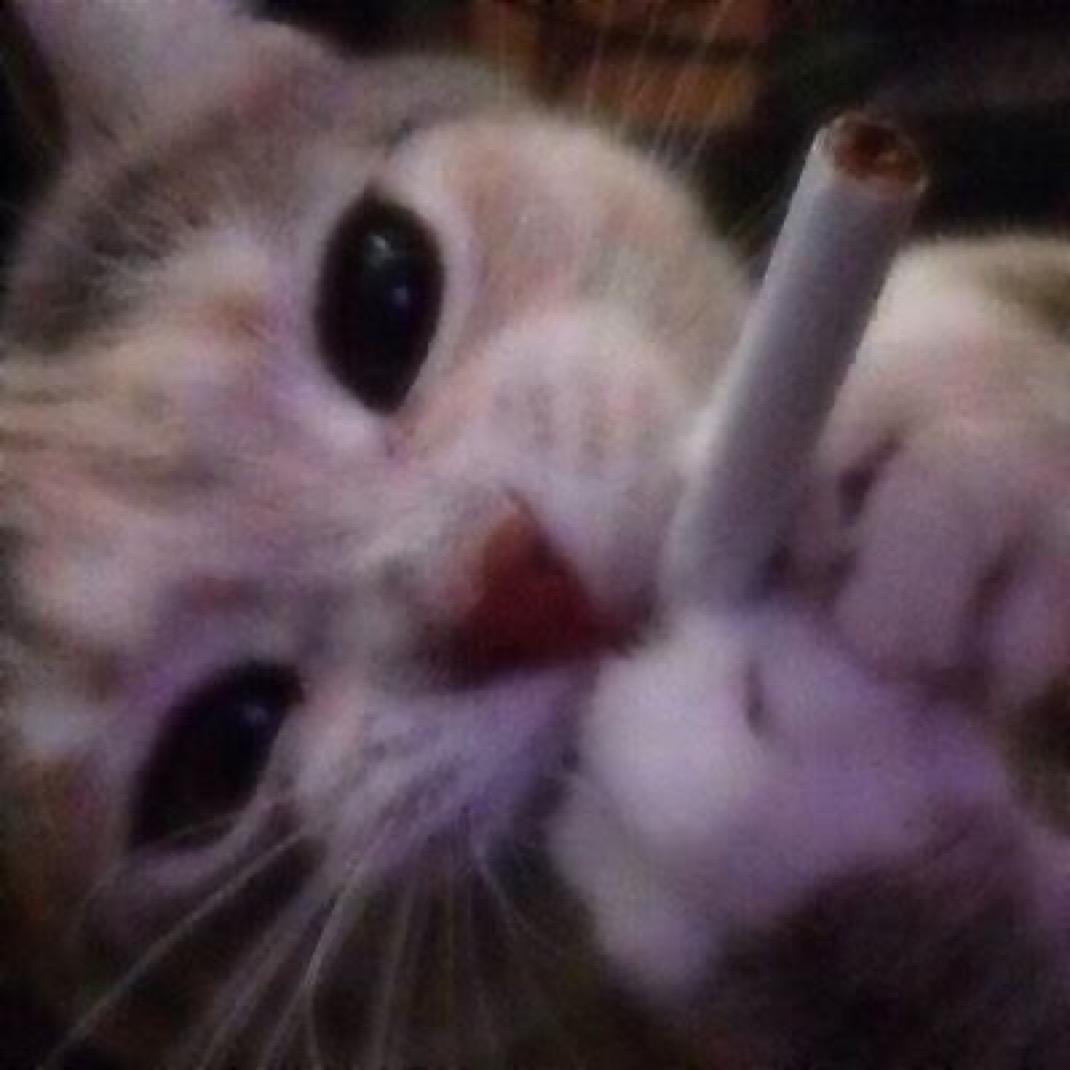 邪恶喵