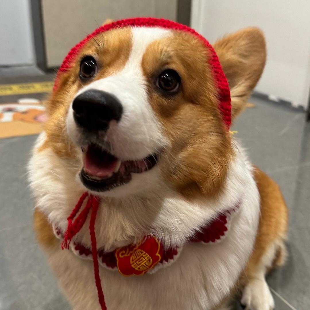 甜心是只胖柯基