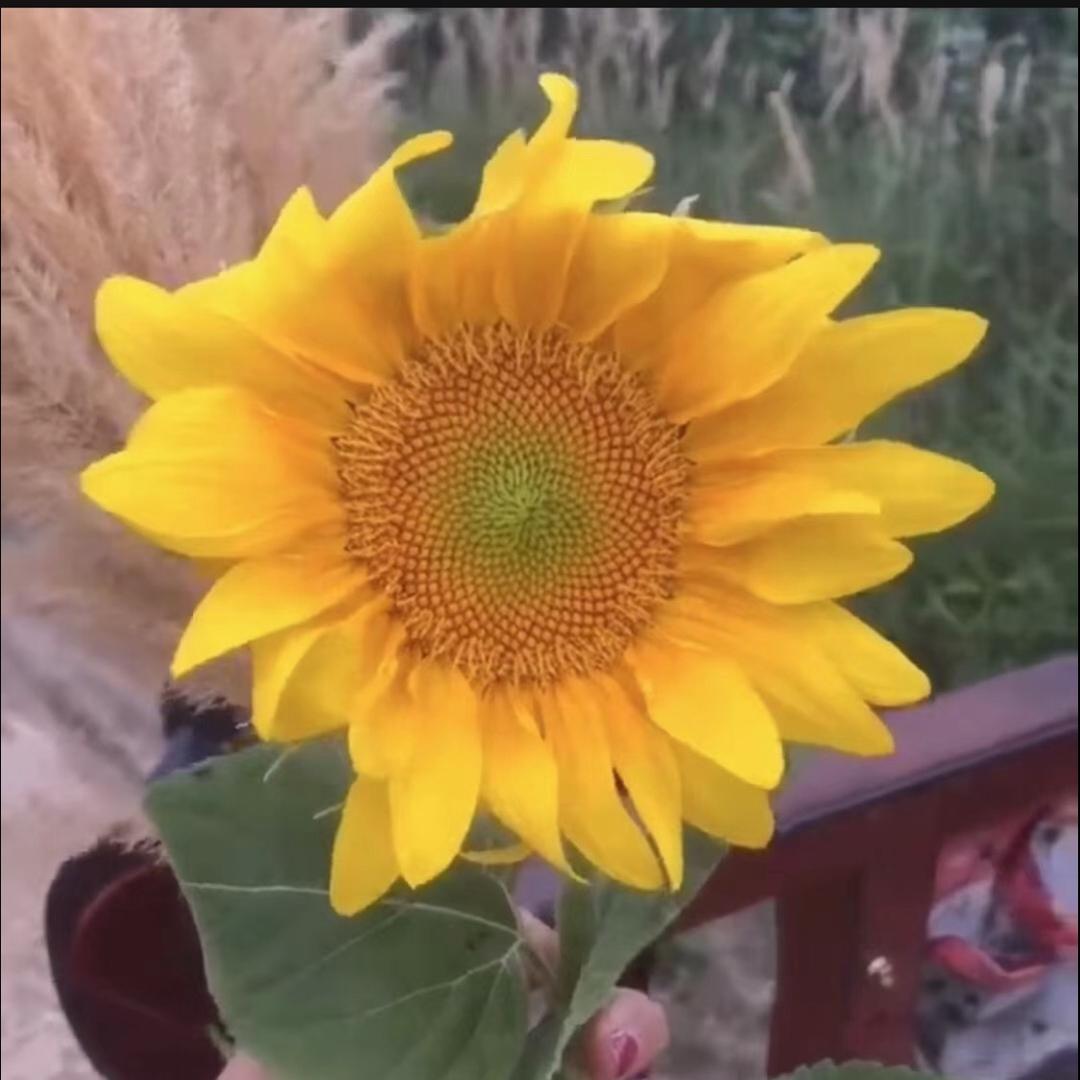 最好的安排
