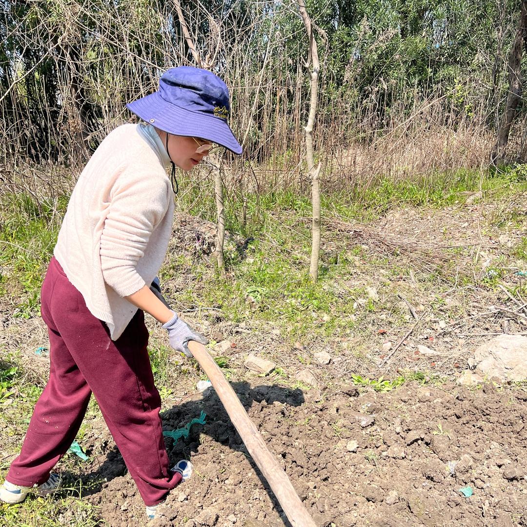 采菊东篱下