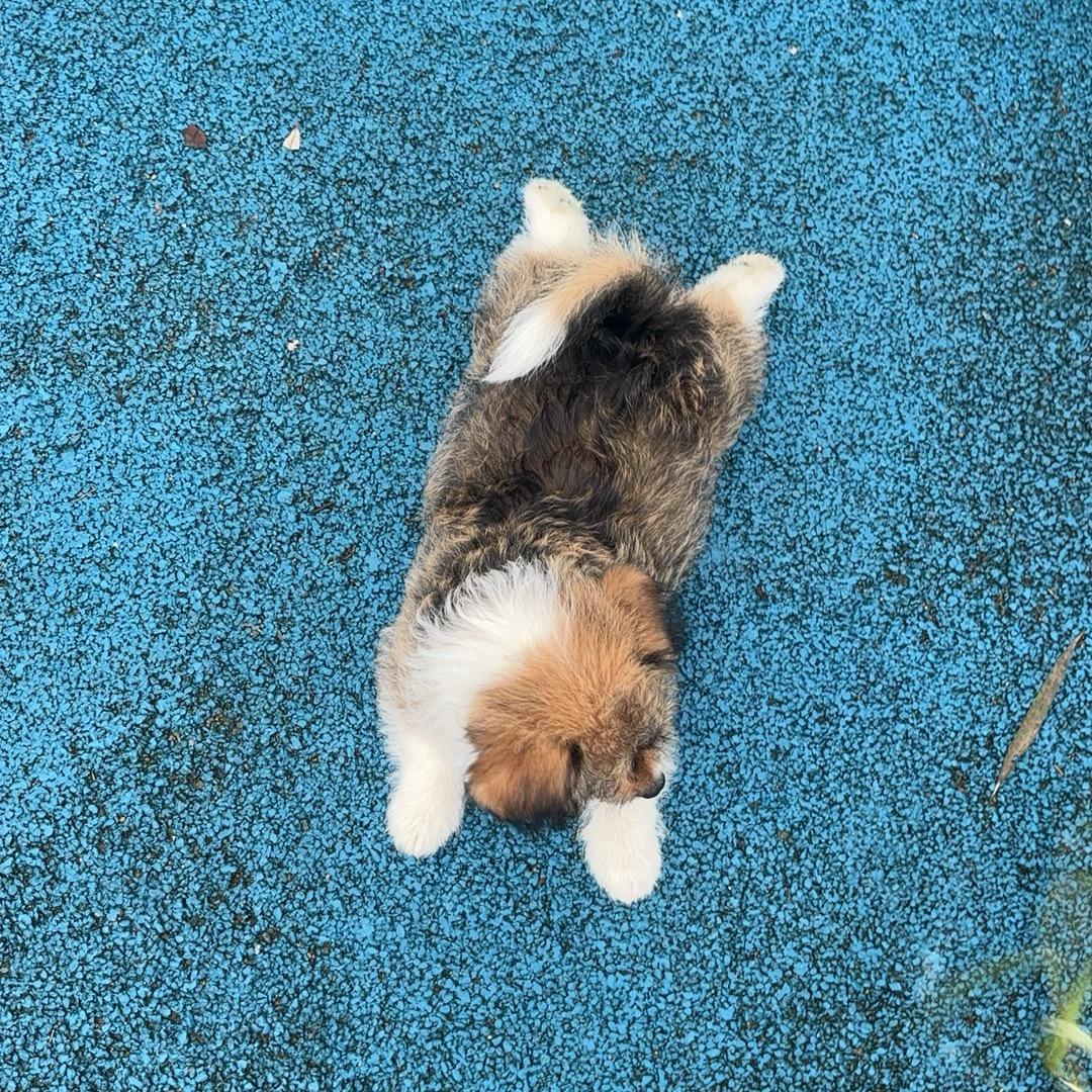 小强啊