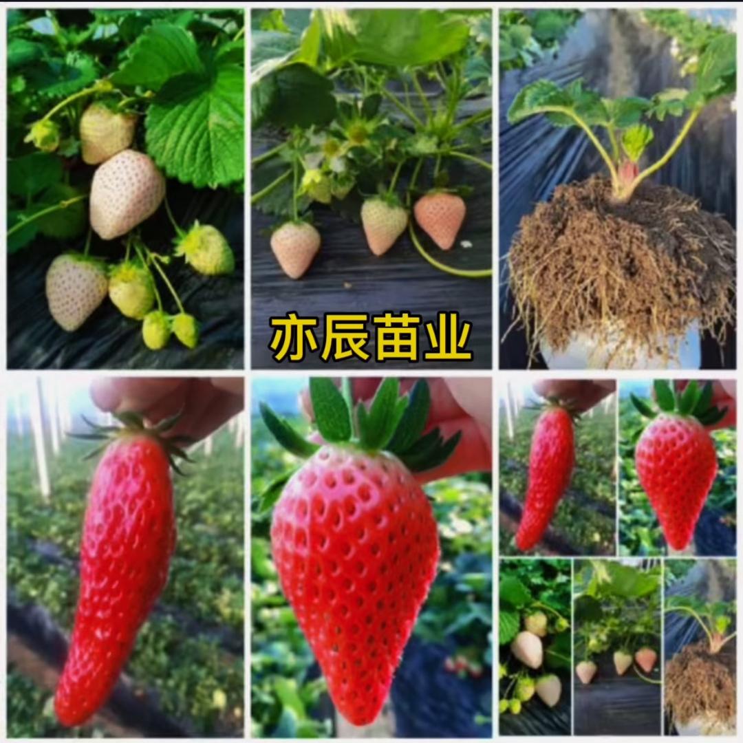 亦辰🍓苗业〈种  育  苗〉之乡