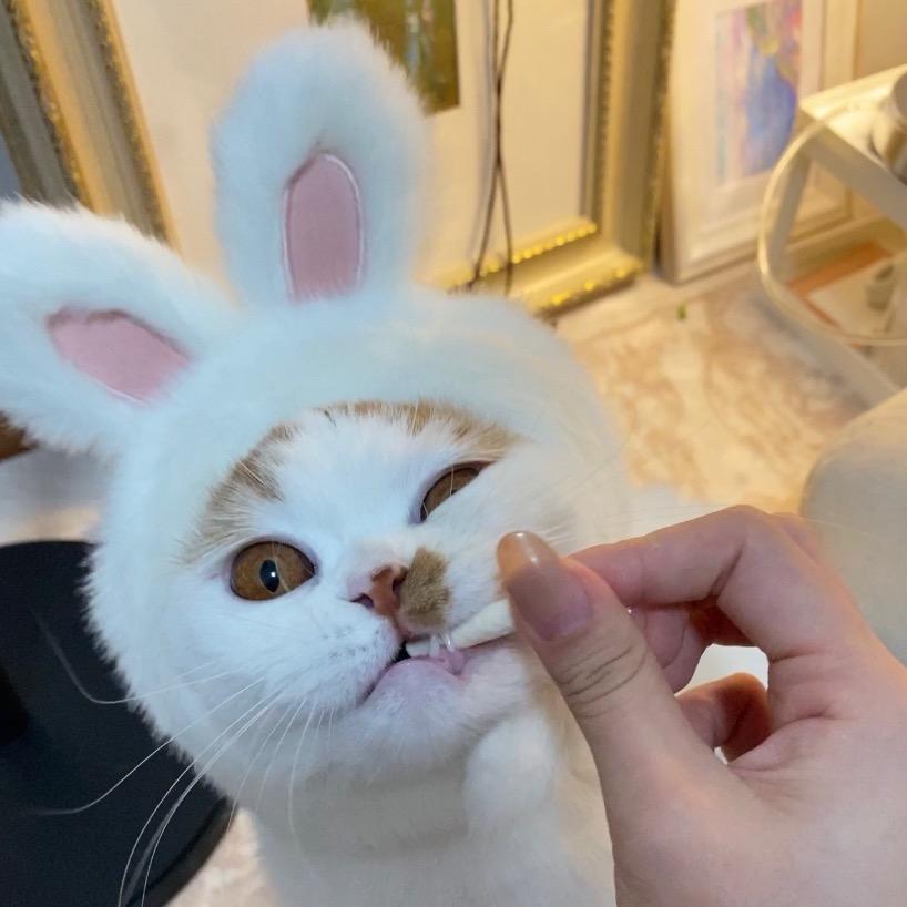 八嘎猫吕小胖