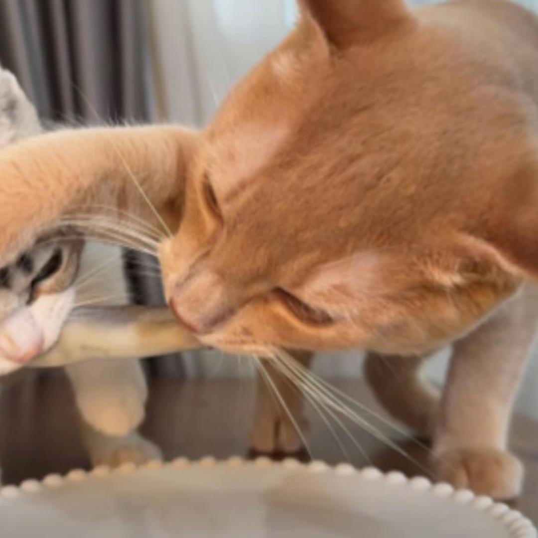 躲雨的猫