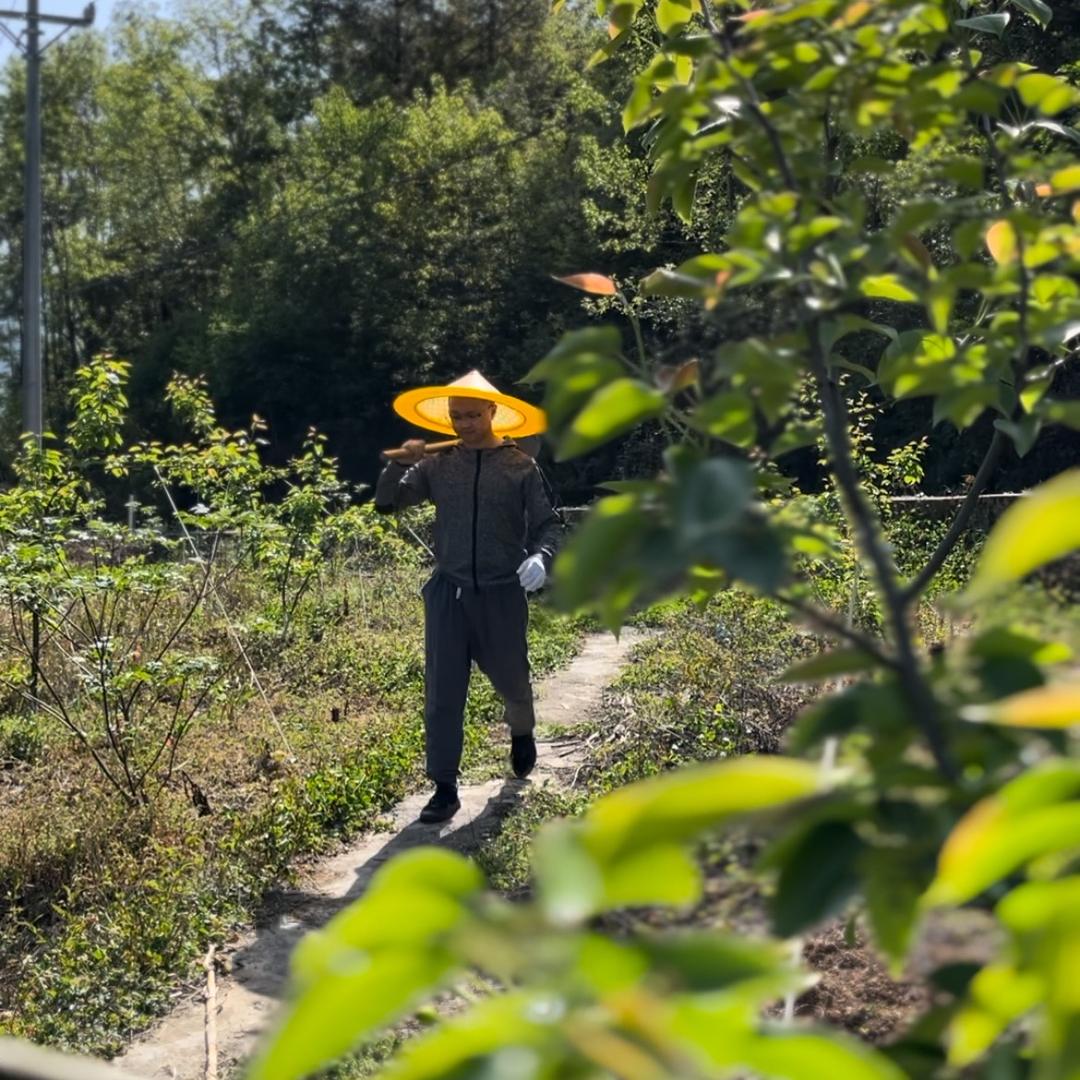 重庆奉瑜梨【阿曾】