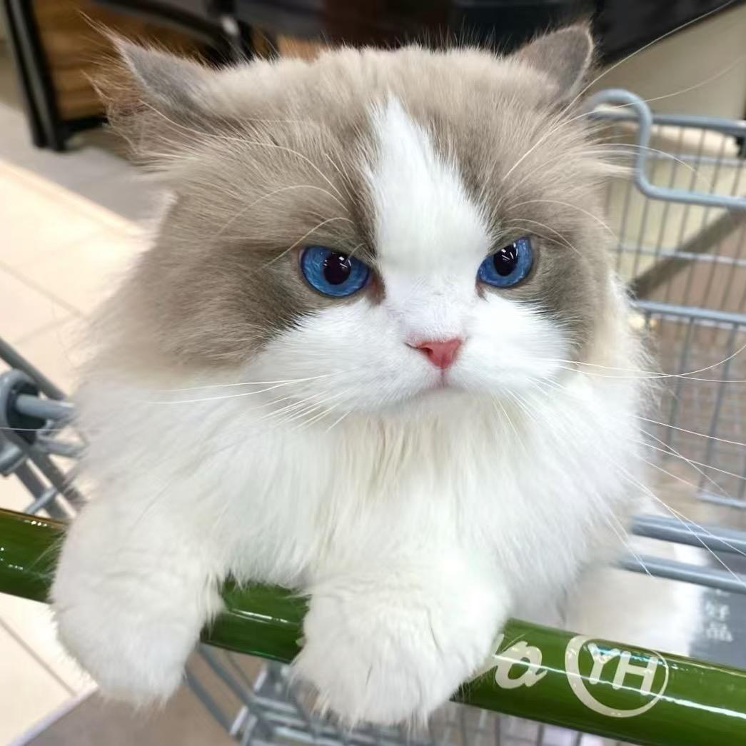 西安･房东的猫