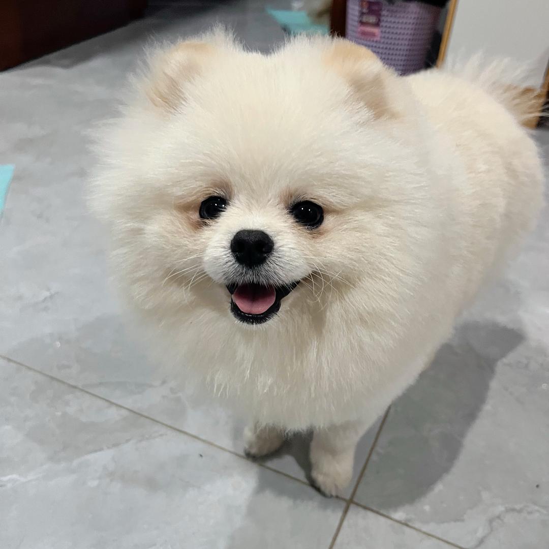 小蛋蛋