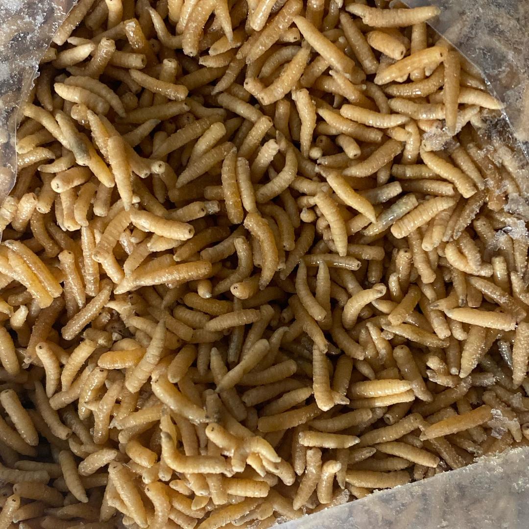 蛋白虫蝇蛆鱼饲料