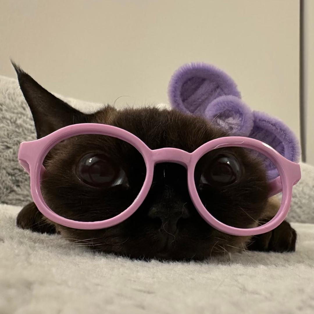 祺祺要岁岁平安😽