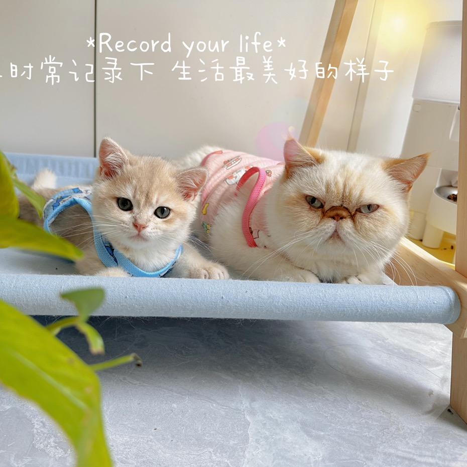 张先生的猫