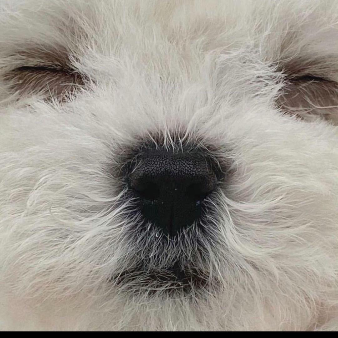 所有猫猫都有冰