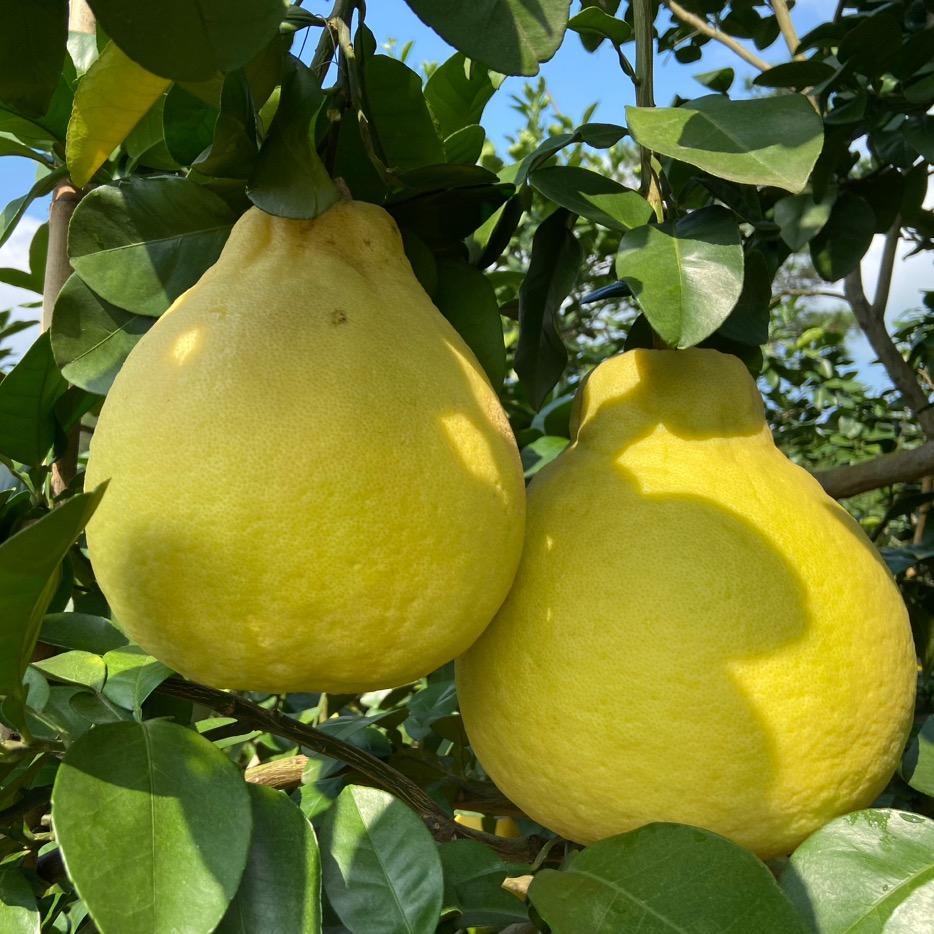 容县志信水果店（沙田柚）