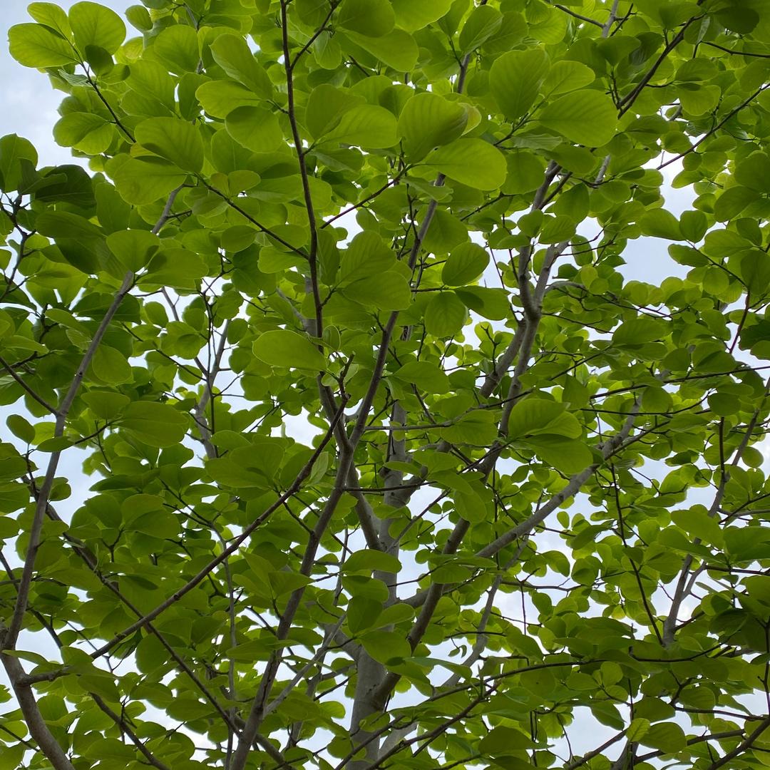 布鲁克林有棵树