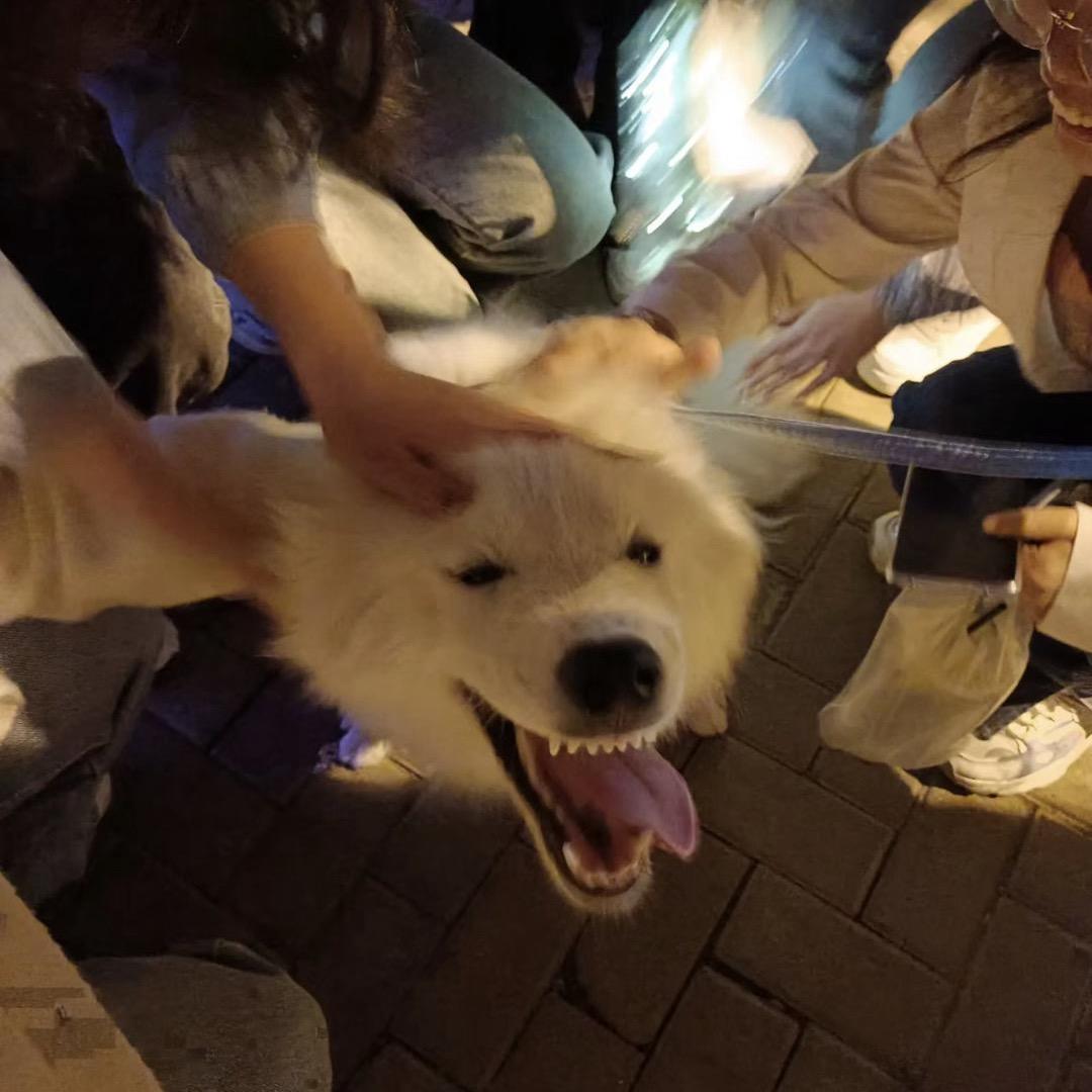 公主合集q