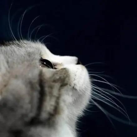 夜猫(声控助眠)