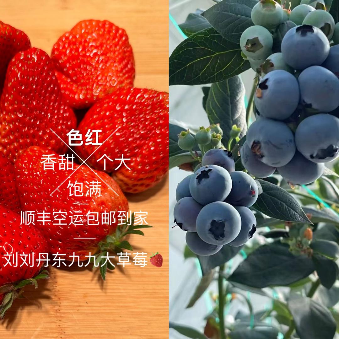 刘刘丹东九九草莓蓝莓