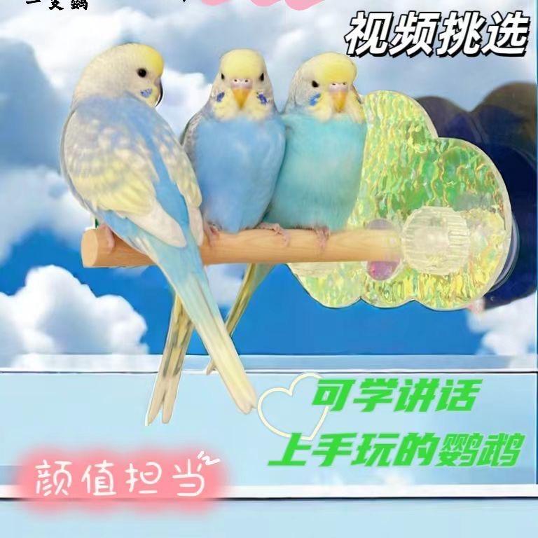 鹦宠之家小店