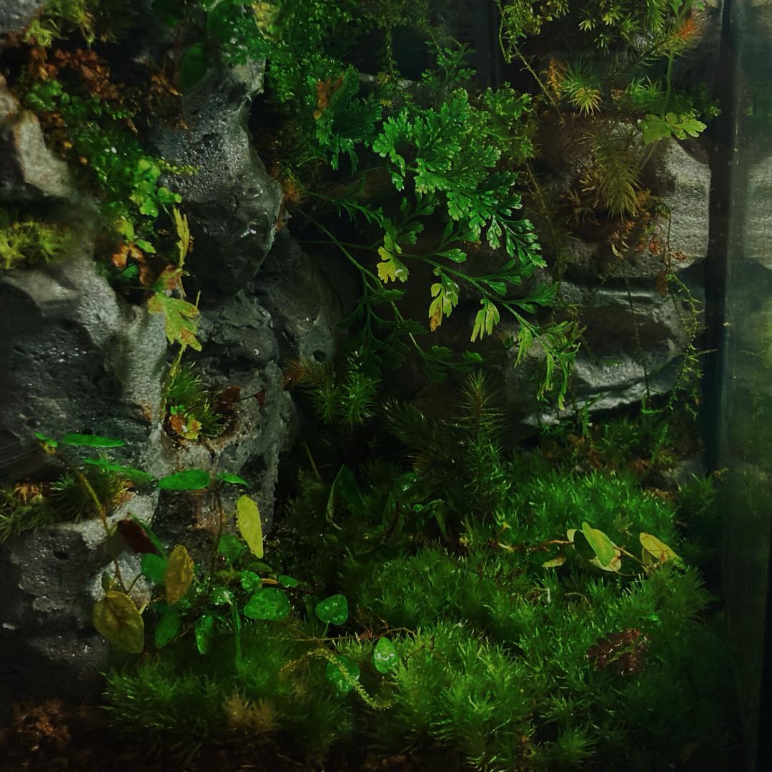 洋葱的掌上世界