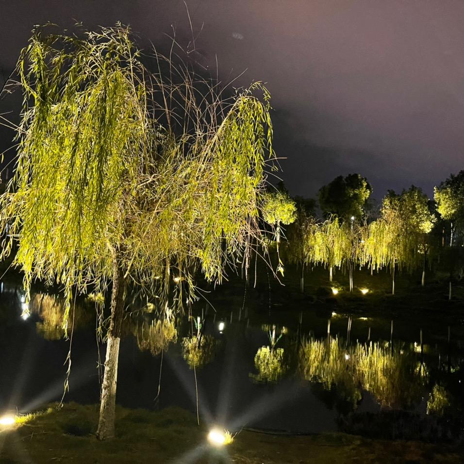 ✨风信子¥¥¥✨