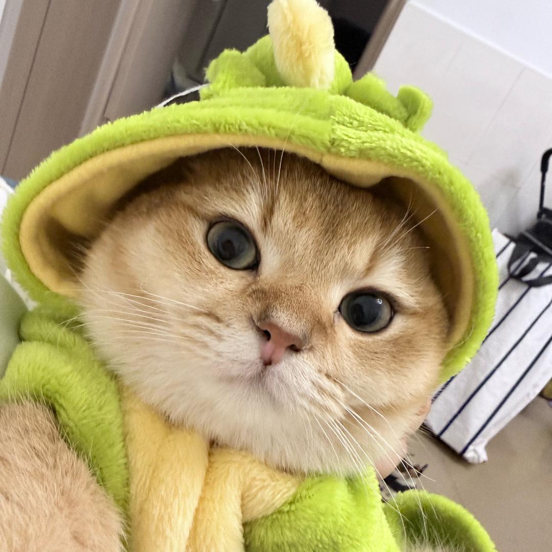 栗子家的铲屎官