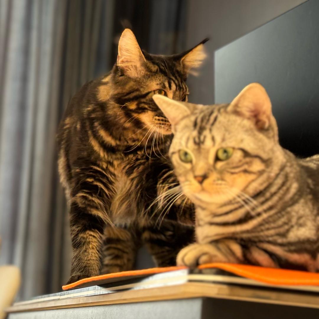 板栗阳阳与星星