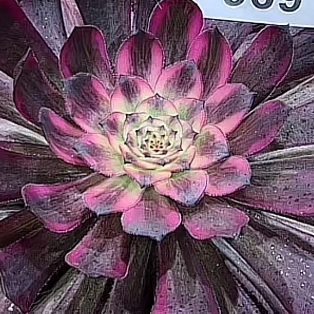 大可多肉花盆