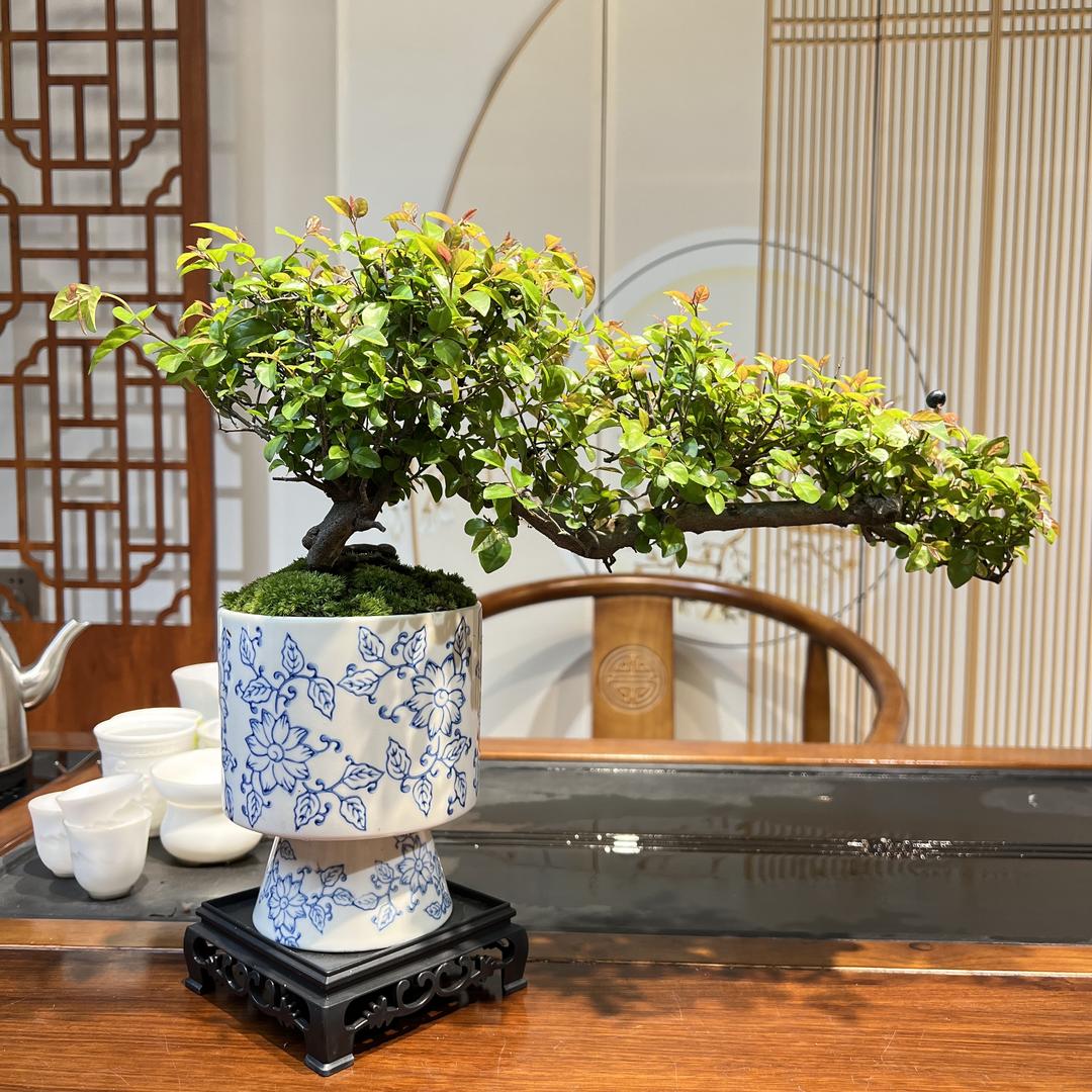 青川园艺花卉