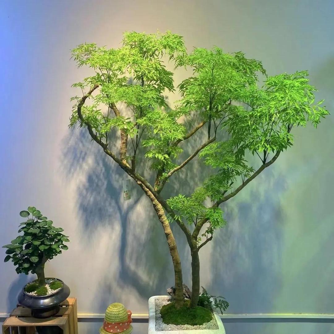 秘屿绿植