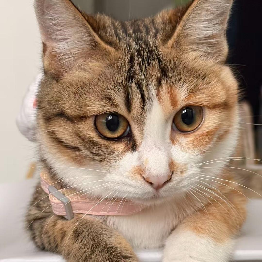 猫雷