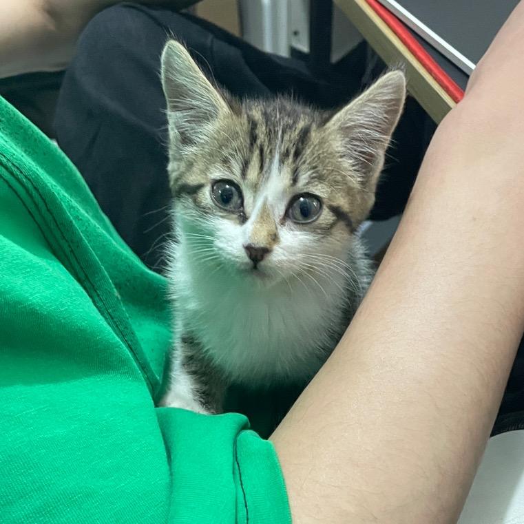 一只猫的使命