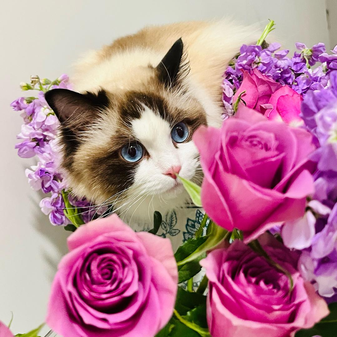 暴冰的恬心小狗🐶💞