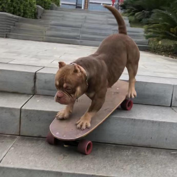 阿海萌宠-泰迪熊比熊