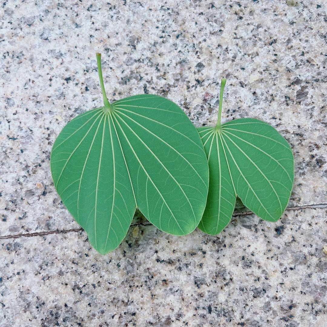 悦己