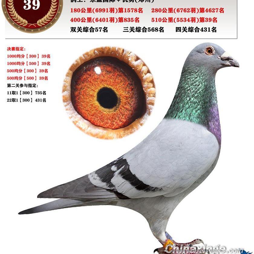 九目天玉－三哥