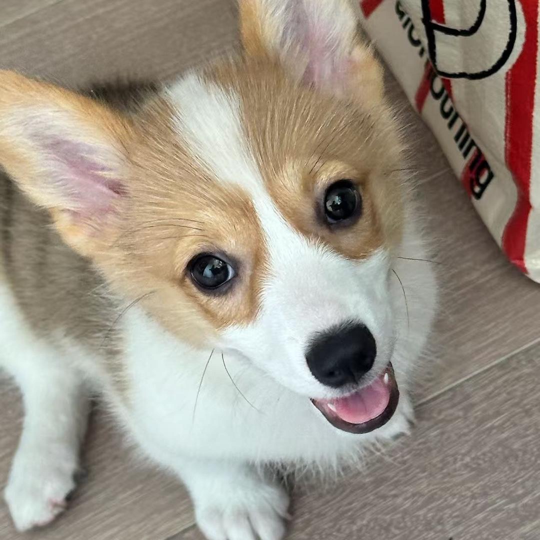 菜花是只小柯基