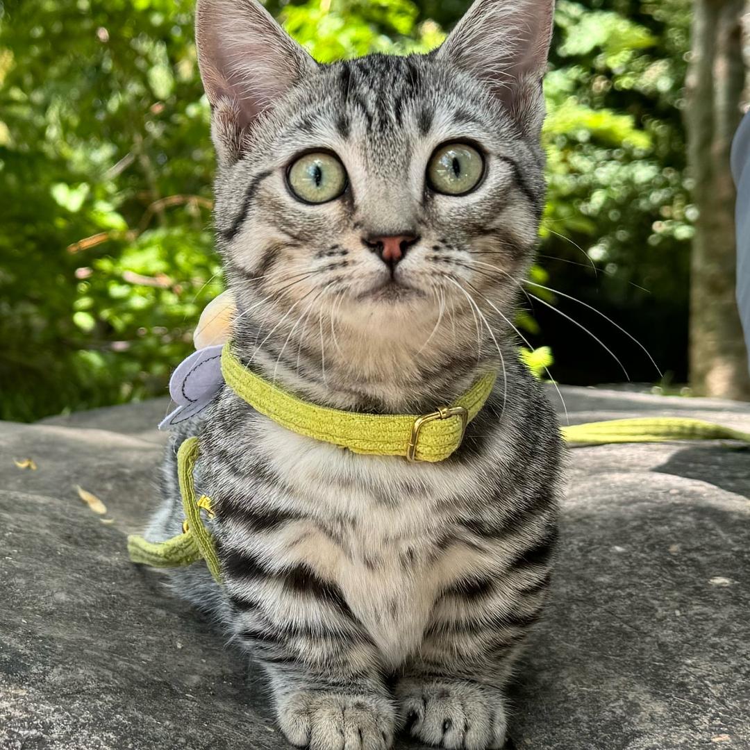 绿豆是个猪