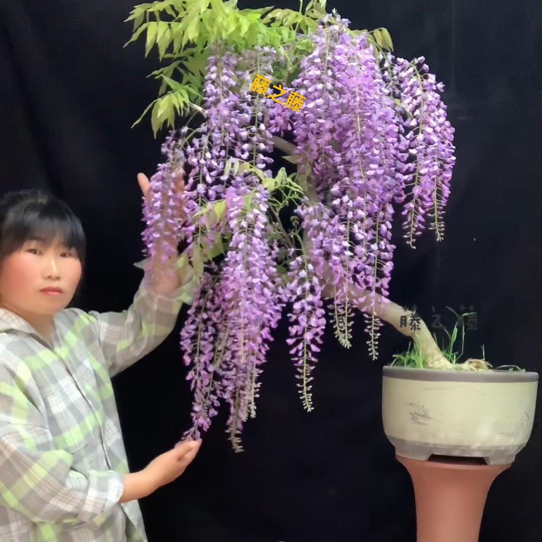 佰花漫漫