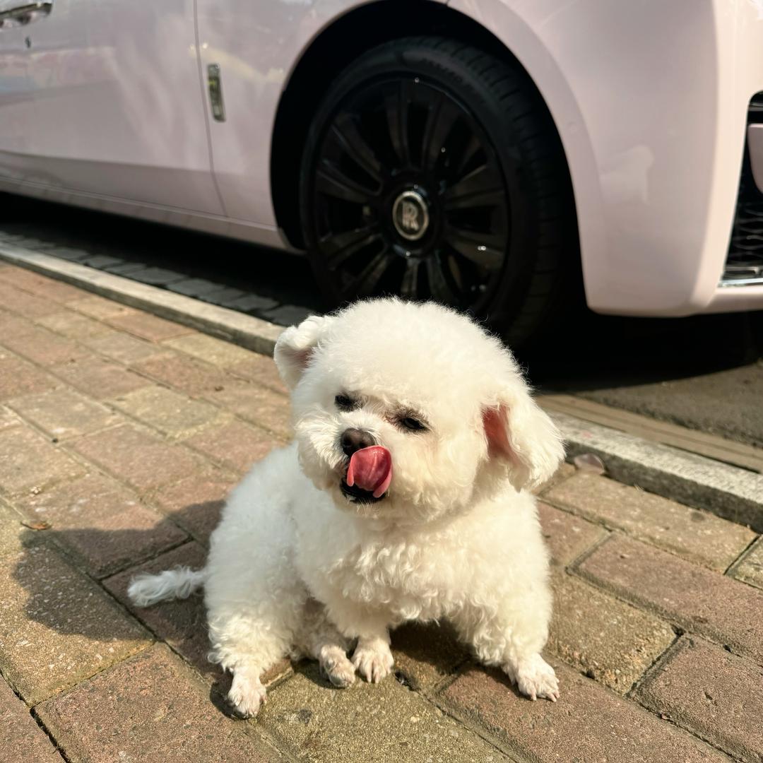 孵蛋的旦